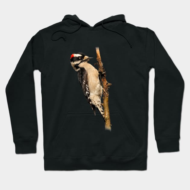 Male Downy Woodpecker on the Pear Tree Hoodie by walkswithnature